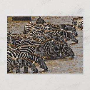 Carte Postale Herd of Burchell's Zebras boire de Mara