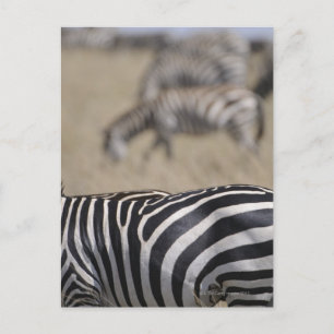 Carte Postale Herd of Zebras pâturage, Masai Mara Game Reserve,