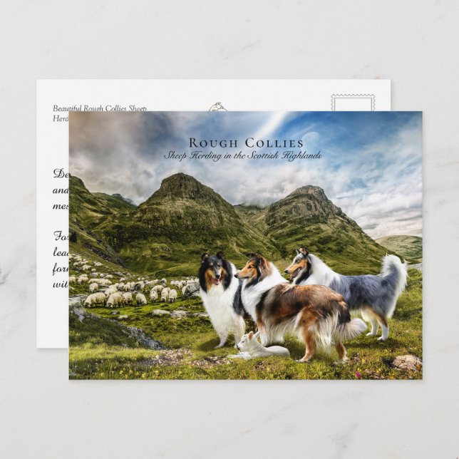 Carte Postale Herding des moutons Collies rudes - Collectif (Devant / Derrière)