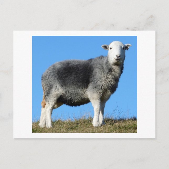 Carte Postale Herdwick Sheep (Devant)