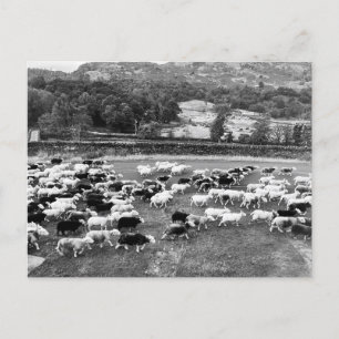 Carte postale Herdwick Sheep