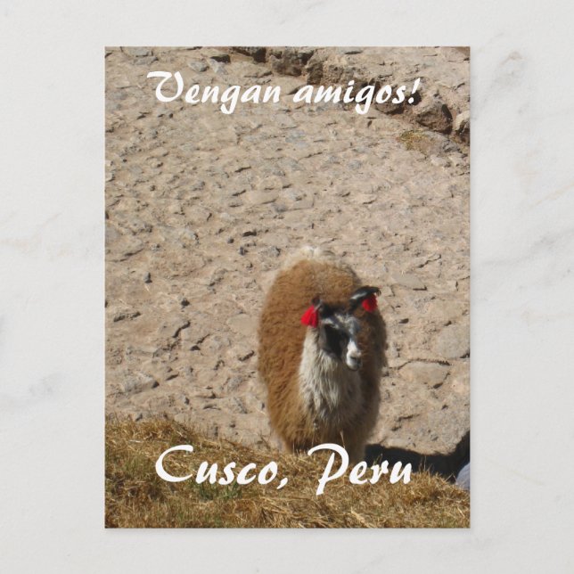 Carte Postale Here llama llama (Devant)