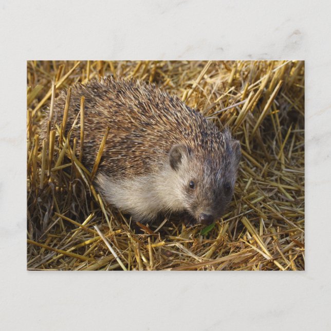 Carte Postale Hérisson (Devant)