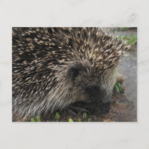 Carte postale Hérisson