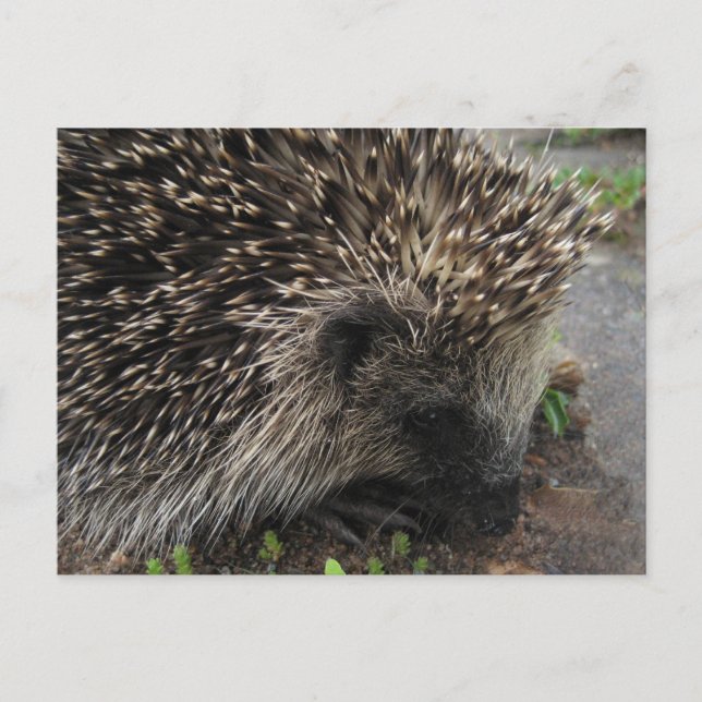 Carte postale Hérisson (Devant)