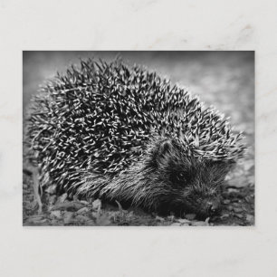 Carte Postale Hérisson