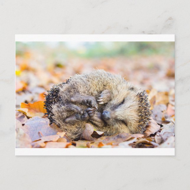 Carte Postale Hérisson enroulé allongé sur les feuilles en autom (Devant)
