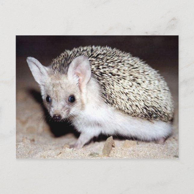 Carte Postale Hérisson - Mammifère épineux (Devant)