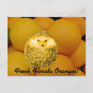 Carte Postale Hérisson orange frais