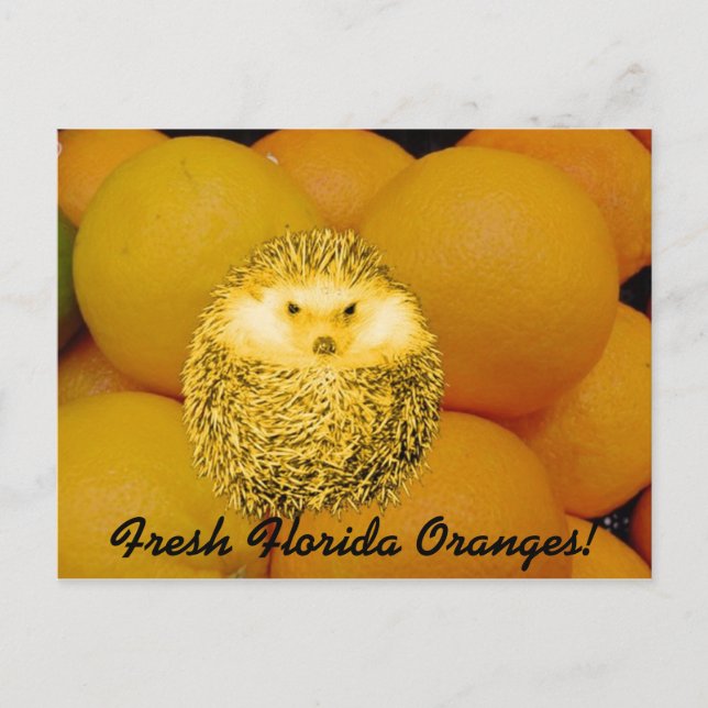 Carte Postale Hérisson orange frais (Devant)