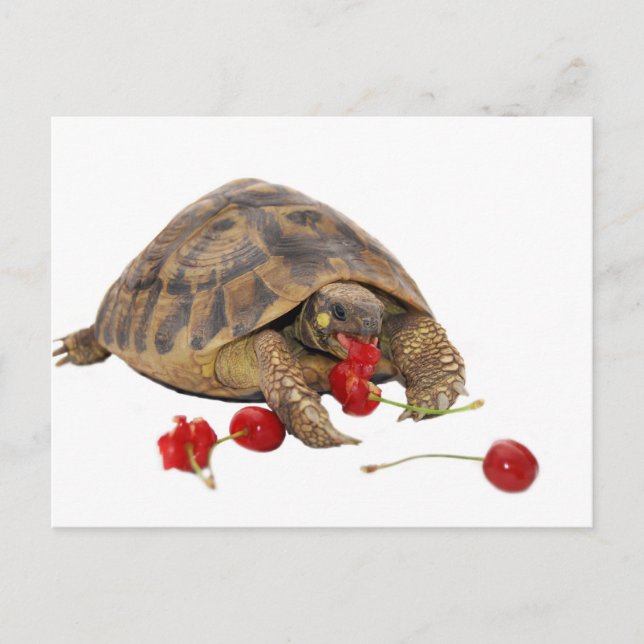 Carte Postale Hermann Tortoise et fraises (Devant)