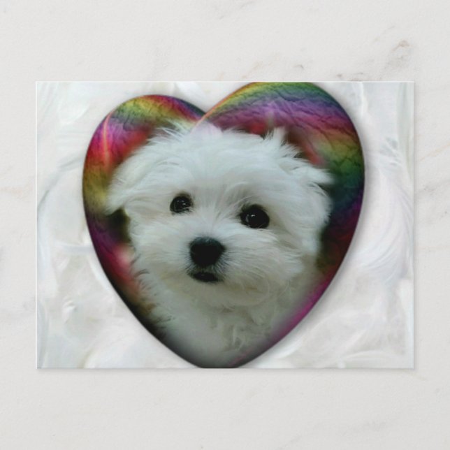 Carte Postale Hermes le Maltais (Devant)