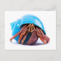 Carte postale Hermit Crab