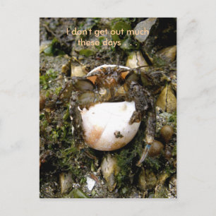 Carte Postale Hermit Crab, havre hollandais, Alaska