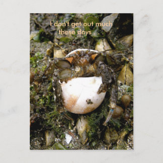 Carte Postale Hermit Crab, havre hollandais, Alaska