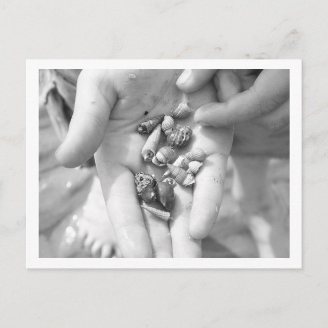 Carte Postale hermit crabs (Devant)