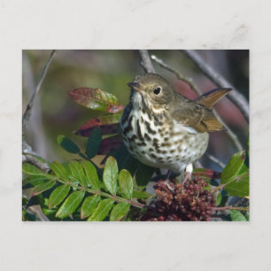 Carte postale Hermit Thrush