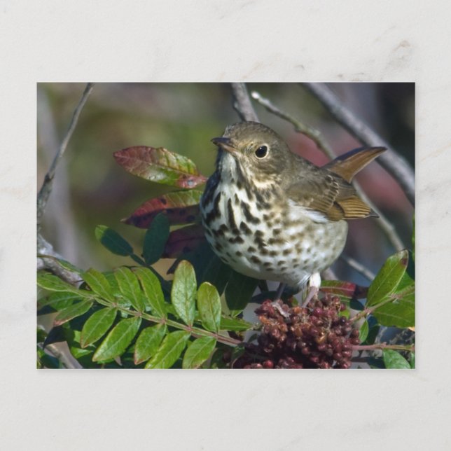 Carte postale Hermit Thrush (Devant)