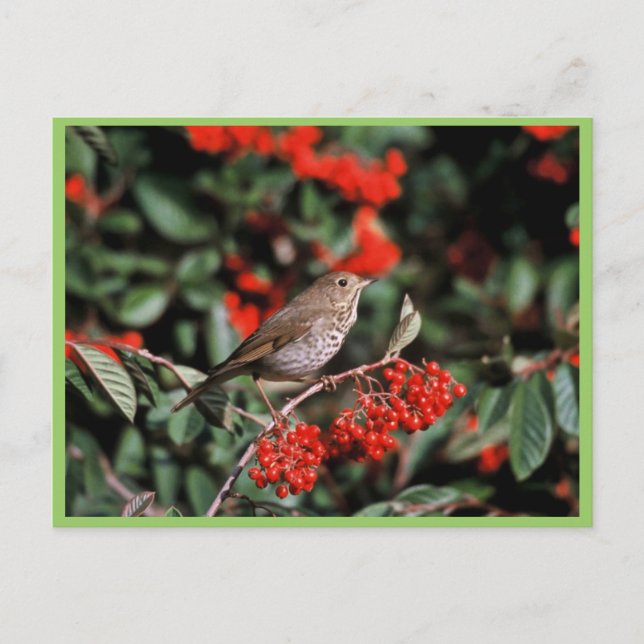 Carte Postale Hermite Thrush (Devant)