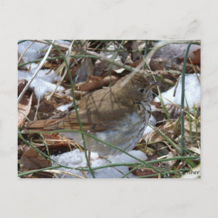 Carte Postale Hermite Thrush