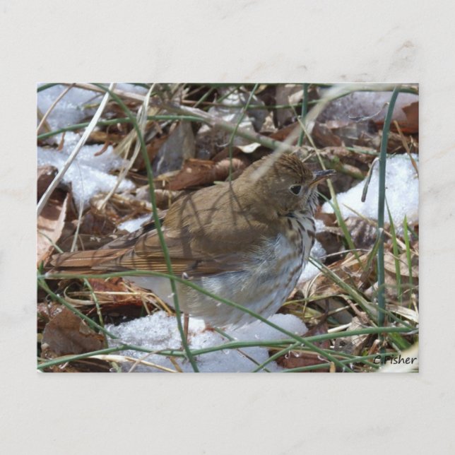 Carte Postale Hermite Thrush (Devant)