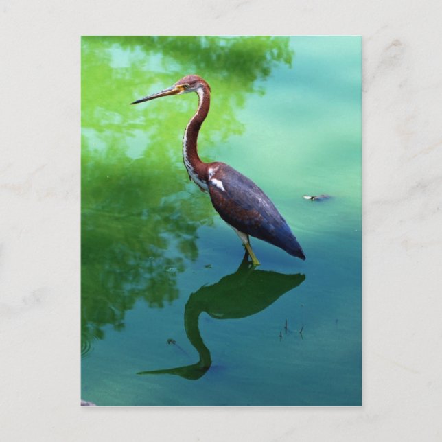 Carte Postale Heron (Devant)