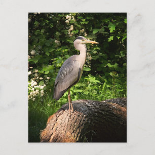Carte Postale Heron