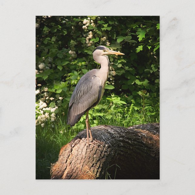 Carte Postale Heron (Devant)