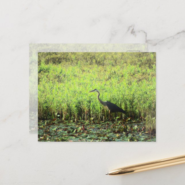 Carte Postale Heron 6449 (Devant/Arrière en situation)