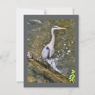 Carte Postale Héron bleu