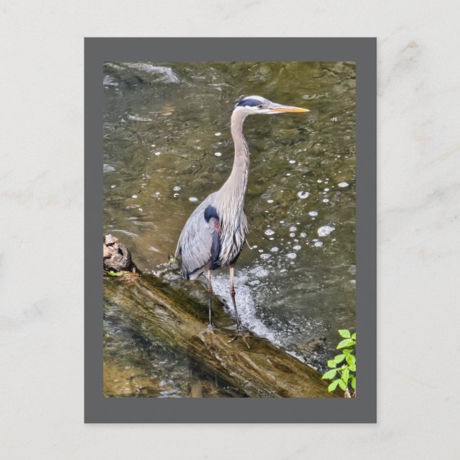 Carte Postale Héron bleu (Devant)