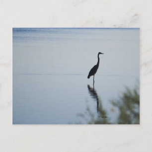 Carte Postale Héron bleu