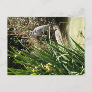 Carte Postale Héron bleu au zoo de San Diego