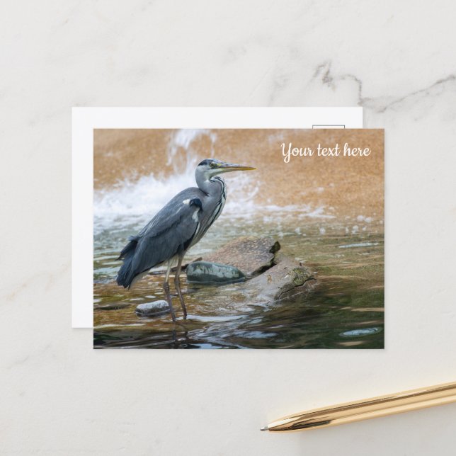 Carte Postale Héron cendré (Devant/Arrière en situation)