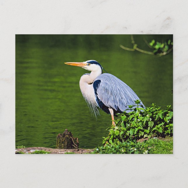 Carte Postale Héron cendré (Devant)