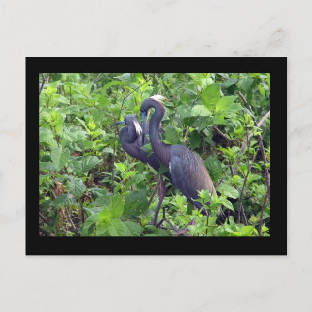 Carte postale Heron Couple (Devant)