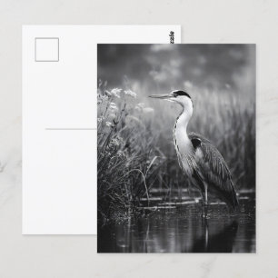 Carte Postale Heron dans le marais noir et blanc