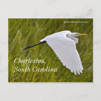 Carte Postale Heron de Charleston