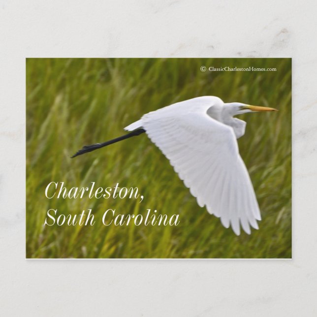 Carte Postale Heron de Charleston (Devant)
