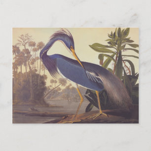 Carte Postale Héron de la Louisiane d'Audubon ou héron de