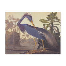 Héron de la Louisiane d'Audubon ou héron de