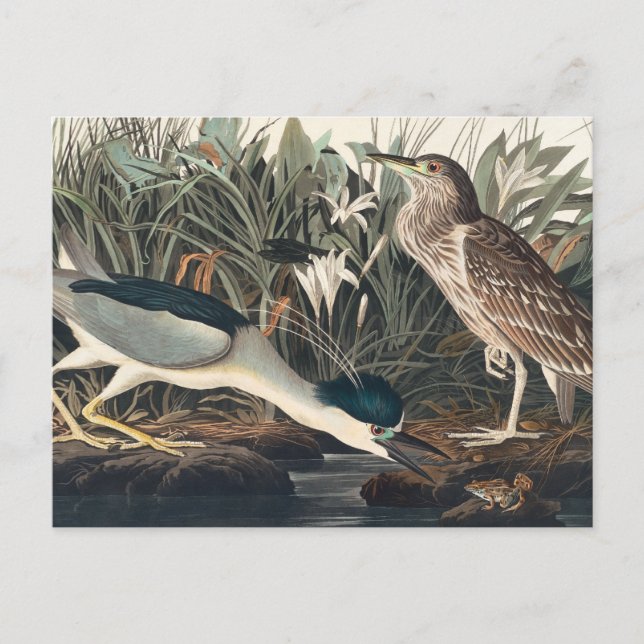 Carte Postale Héron de nuit d'Audubon ou Qua-Bird (Devant)