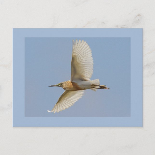 Carte Postale Héron de Squacco (Devant)