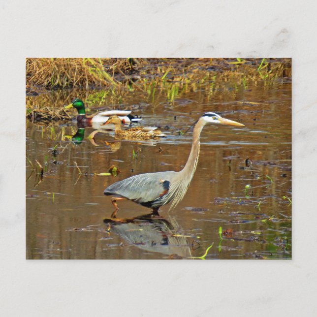 Carte Postale Heron et Mallards (Devant)