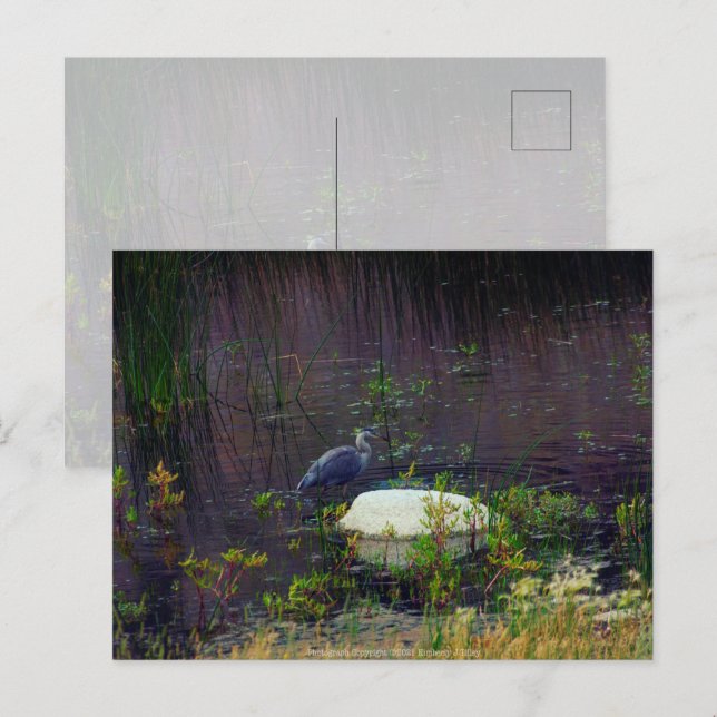 Carte Postale Heron P9687 (Devant / Derrière)