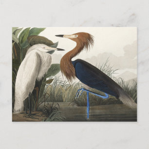 Carte Postale Heron pourpre des oiseaux d'Amérique