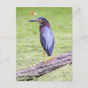 Carte Postale Heron vert