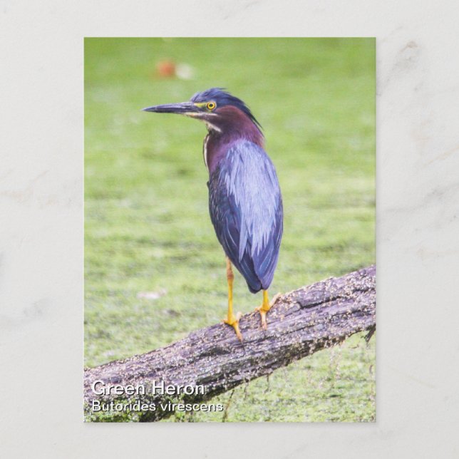 Carte Postale Heron vert (Devant)