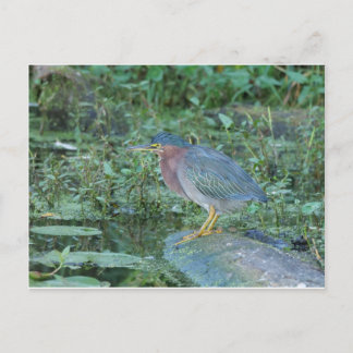 Carte Postale Heron vert