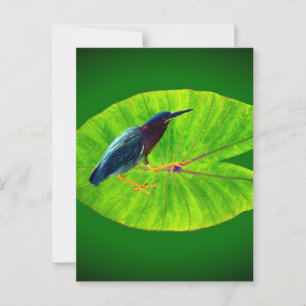 Carte Postale héron vert